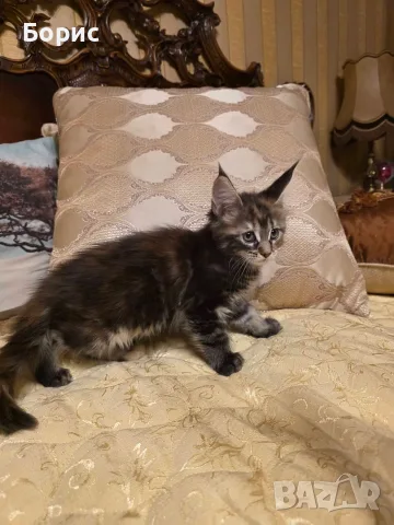 Мейн куун котета, снимка 5 - Мейн кун - 35075644