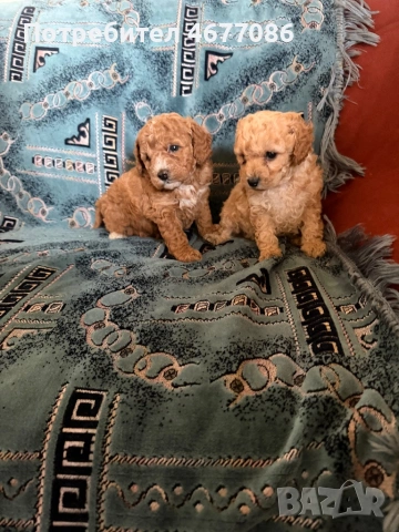 Той пудел момче и момиченце