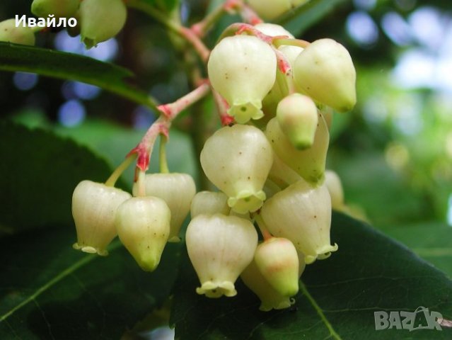 Ягодово дърво - Arbutus unedo и Arbutus unedo Rubra, снимка 2 - Стайни растения - 37512803