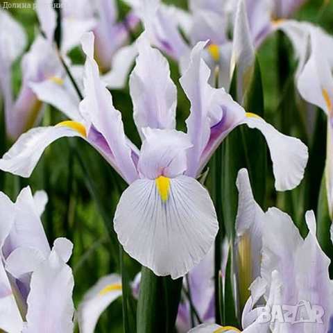 Ирис Carmen, снимка 4 - Градински цветя и растения - 51626116