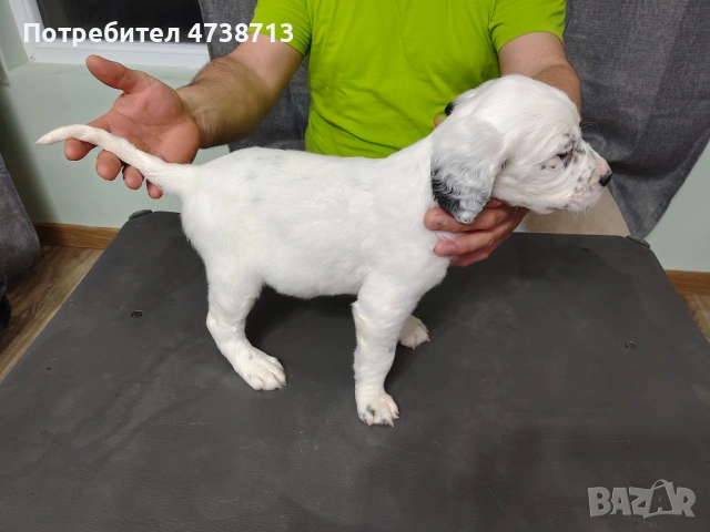 Английски сетер , снимка 5 - Английски сетери - 53565556