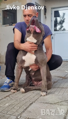 Американско були / American bully XL , снимка 17 - Други - 52453803