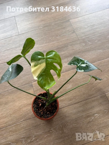 Monstera thai constellation.