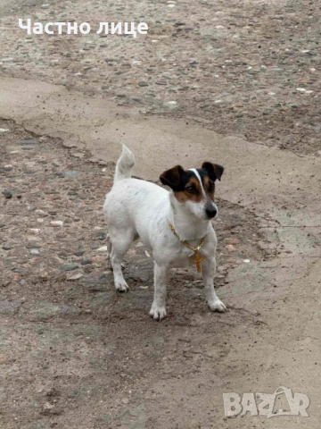 Изгубено е кученце.