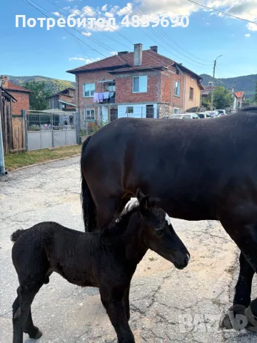 Продавам кобила с малко конче, снимка 3 - Коне - 55960124