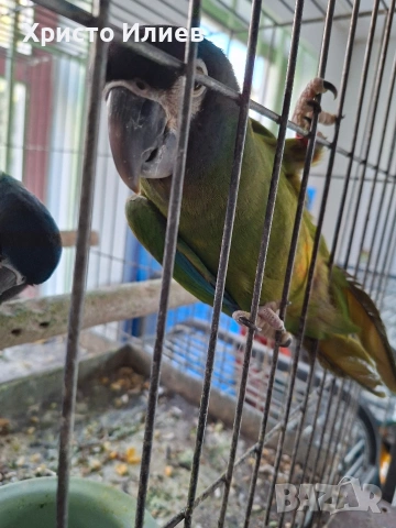 Продава ръчно хранени жълтоврати ари , снимка 4 - Папагали - 53650292