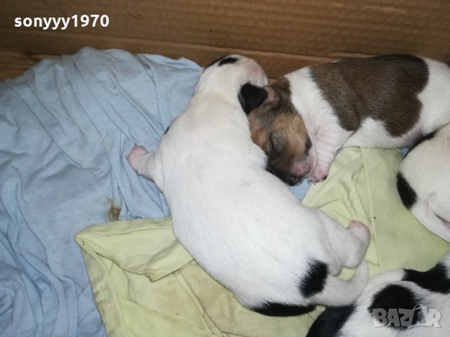 джакове сладури 350лв за бр-видин 2602222033, снимка 7 - Джак ръсел териер - 35926096