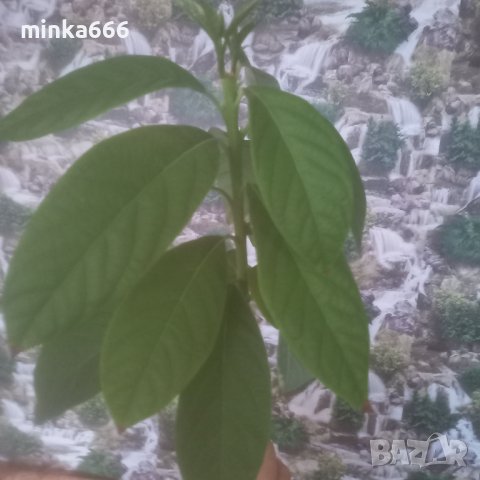 Био авокадо с три разклонения, снимка 1 - Стайни растения - 39690464