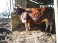 продавам крава , снимка 1 - Крави - 44143207
