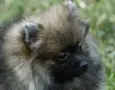 Померан Померанче на 2 месеца, снимка 1