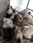 пъдпъдъци ДЖЪМБО на 3 месеца - активно снасящи, снимка 2