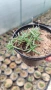 Делосперма (Delosperma cooperii), вечнозелено многогодишно сукулентно растение, снимка 10