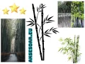 100 нови висококачествени семена Студоустойчив черен бамбук от САЩ за Декорация на дома и Градината , снимка 9