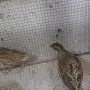 Различни видове екзотични птици , снимка 10