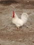 Петел легхорн, снимка 3