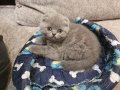 Шотландски клепоухи котета , снимка 3