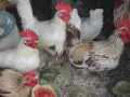 Шабо Петлета 5 бр, снимка 4