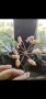 Хоя, hoya insularis, снимка 1