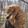 Scottish Fold , снимка 3