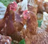Продавам домашни яйца от свободно отглеждани кокошки , снимка 1