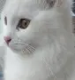 бели котенца, мъжко, женско, снимка 5