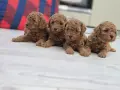 Малки пухкави сладури, снимка 3