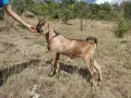 Три чистокръвни англо-нубийски мъжки ярета, снимка 5