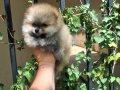 Померан, снимка 9
