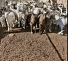Продавам ярета сукалчета, снимка 1