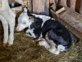 бозайници и отбити телета , снимка 8