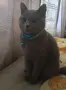 Шотланско коте въспитано , снимка 1