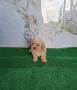 Тийкъп/той пудел, снимка 6