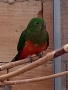 кралски папагал-женска, снимка 3