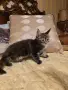 Мейн куун котета, снимка 5