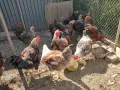 Селекционирани "Катунски" петлета и кокошки , снимка 1