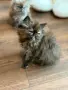 Персийски котенца , снимка 7