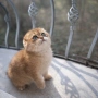 Scottish Fold , снимка 2