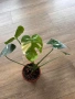Monstera thai constellation., снимка 1