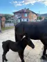 Продавам кобила с малко конче, снимка 3
