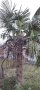 Семена от студоустойчива палма трахикарпус.-18°, снимка 2