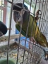 Продава ръчно хранени жълтоврати ари , снимка 4
