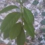 Био авокадо с три разклонения, снимка 1 - Стайни растения - 39690464