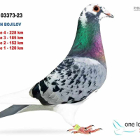 Продавам спортни гълъби , снимка 1 - Гълъби - 44572608