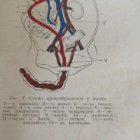 Детские болезни, снимка 2 - Специализирана литература - 41339285