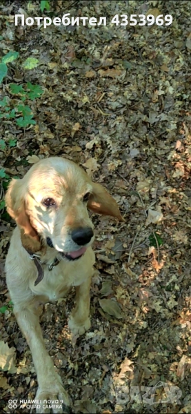 Куче за Трюфели. , снимка 1