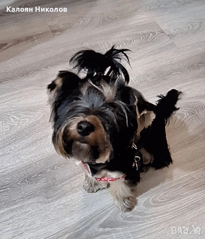 Йоркширски Териер, снимка 1