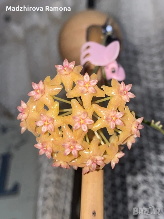 Hoya fitchii , снимка 1