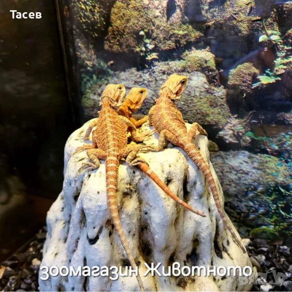 Брадати агами, снимка 1