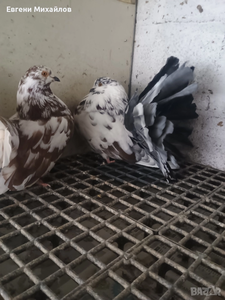 Фенерлии , снимка 1