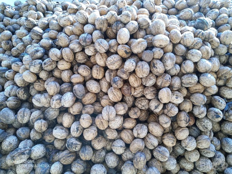 Орехи с черупка - много добро качество и вкус, снимка 1